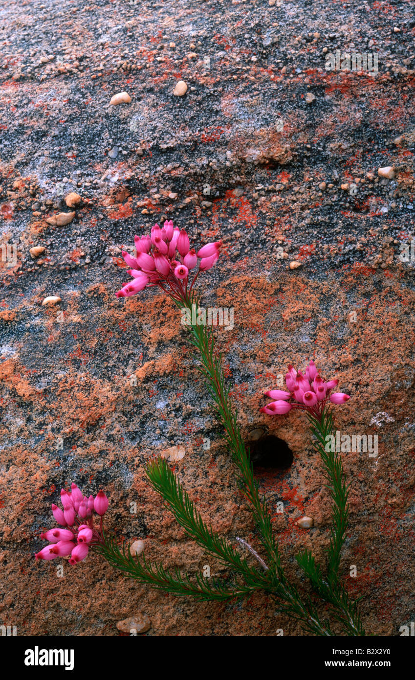 Erica flowers and weathered sandstone Stock Photo