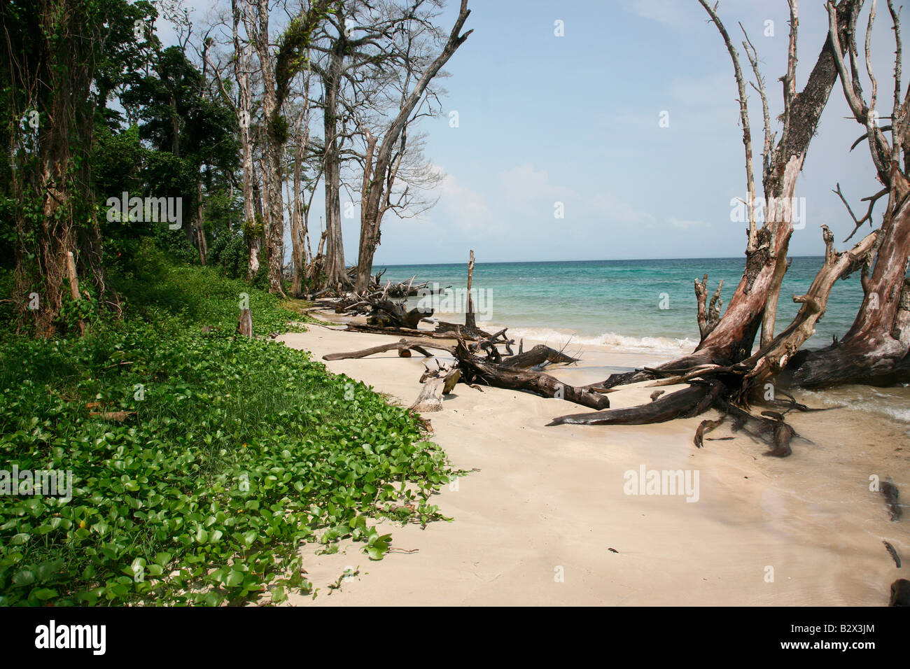 Andaman island India Stock Photo Alamy