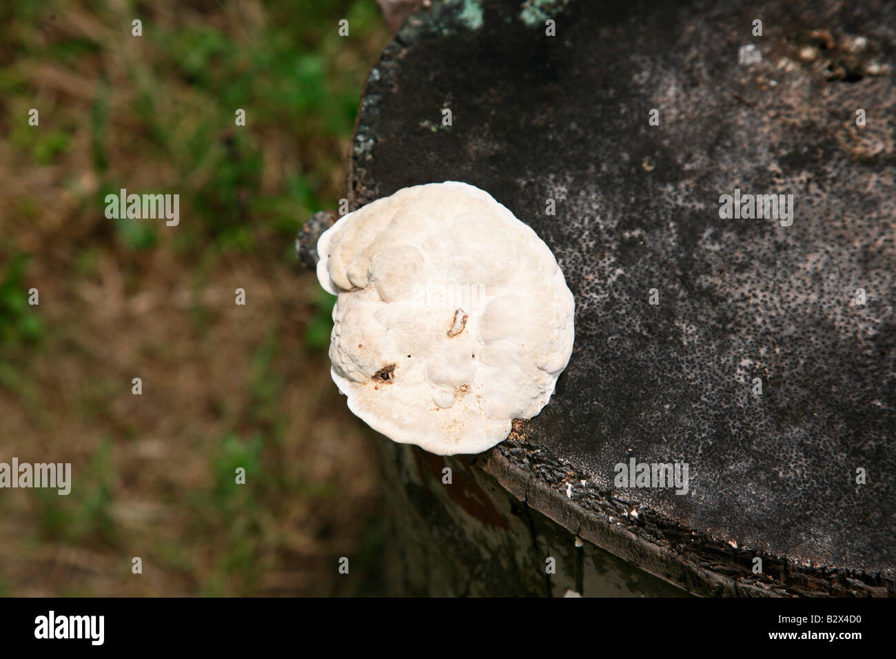 Mushroom on a tree stem Stock Photo