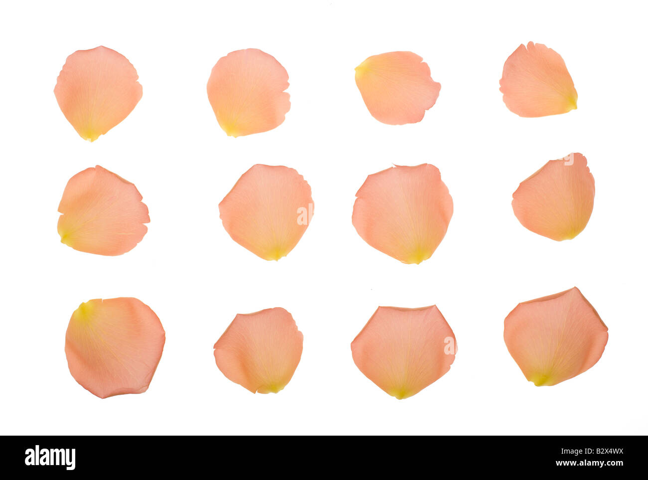 Detailed petals Cut Out Stock Images Pictures Alamy