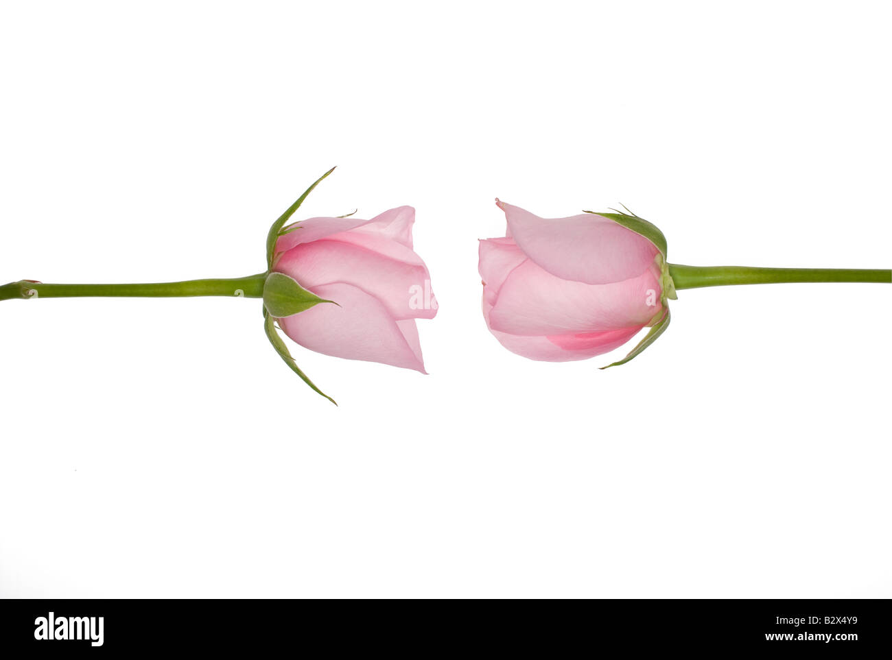 Two pink roses facing each other Stock Photo Alamy
