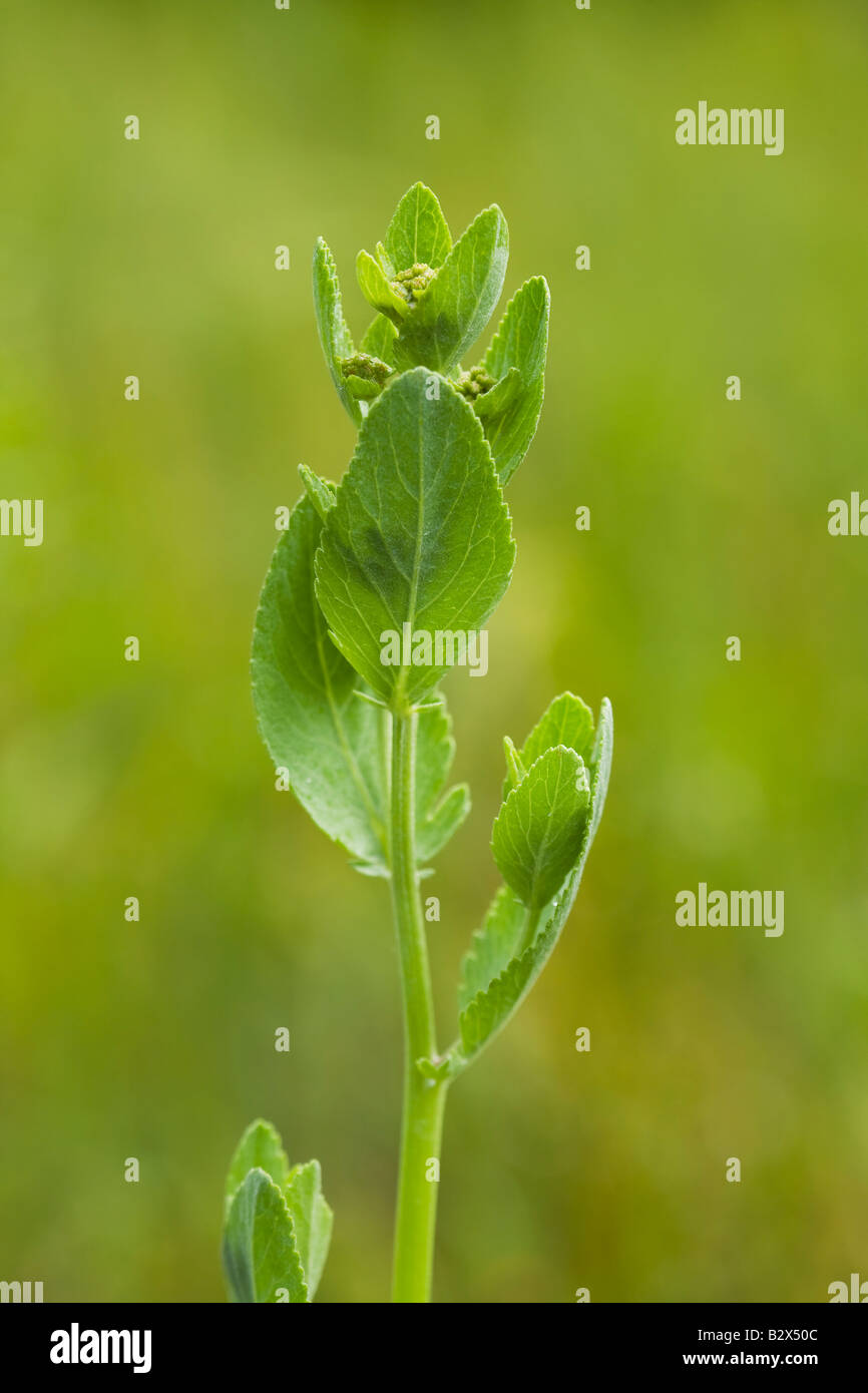 Alecost hi-res stock photography and images - Alamy