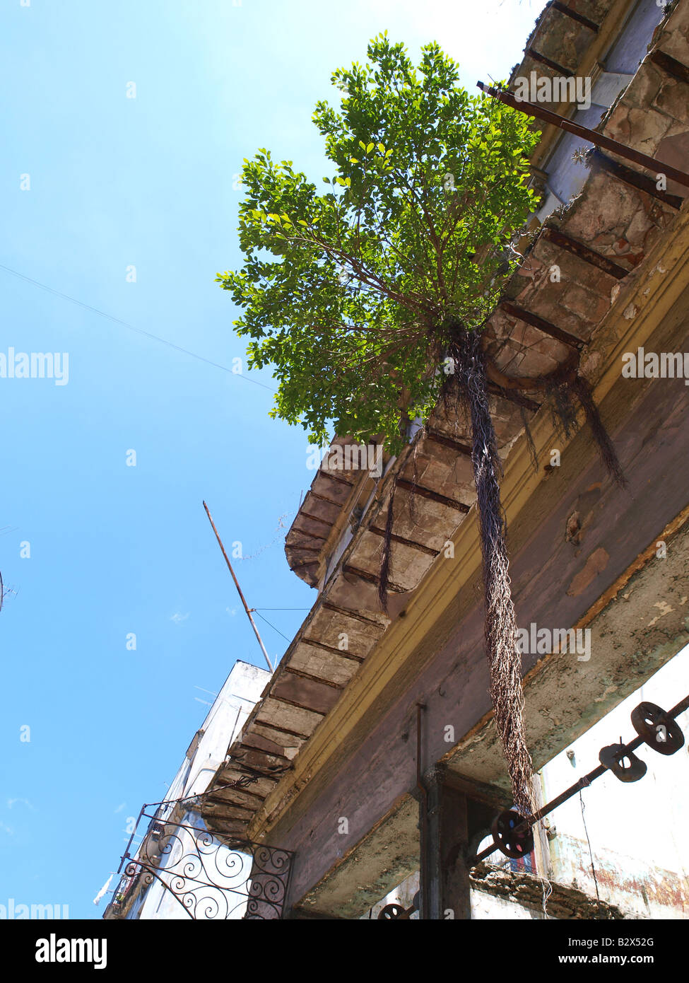 Havanna Vieja, old city, house ruin, tree growing in the air Stock Photo
