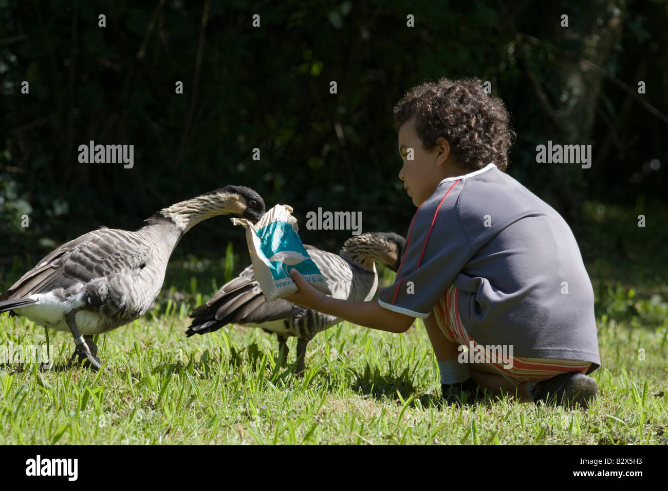 Little boy feeding Nene geese at WWT Llanelli Stock Photo