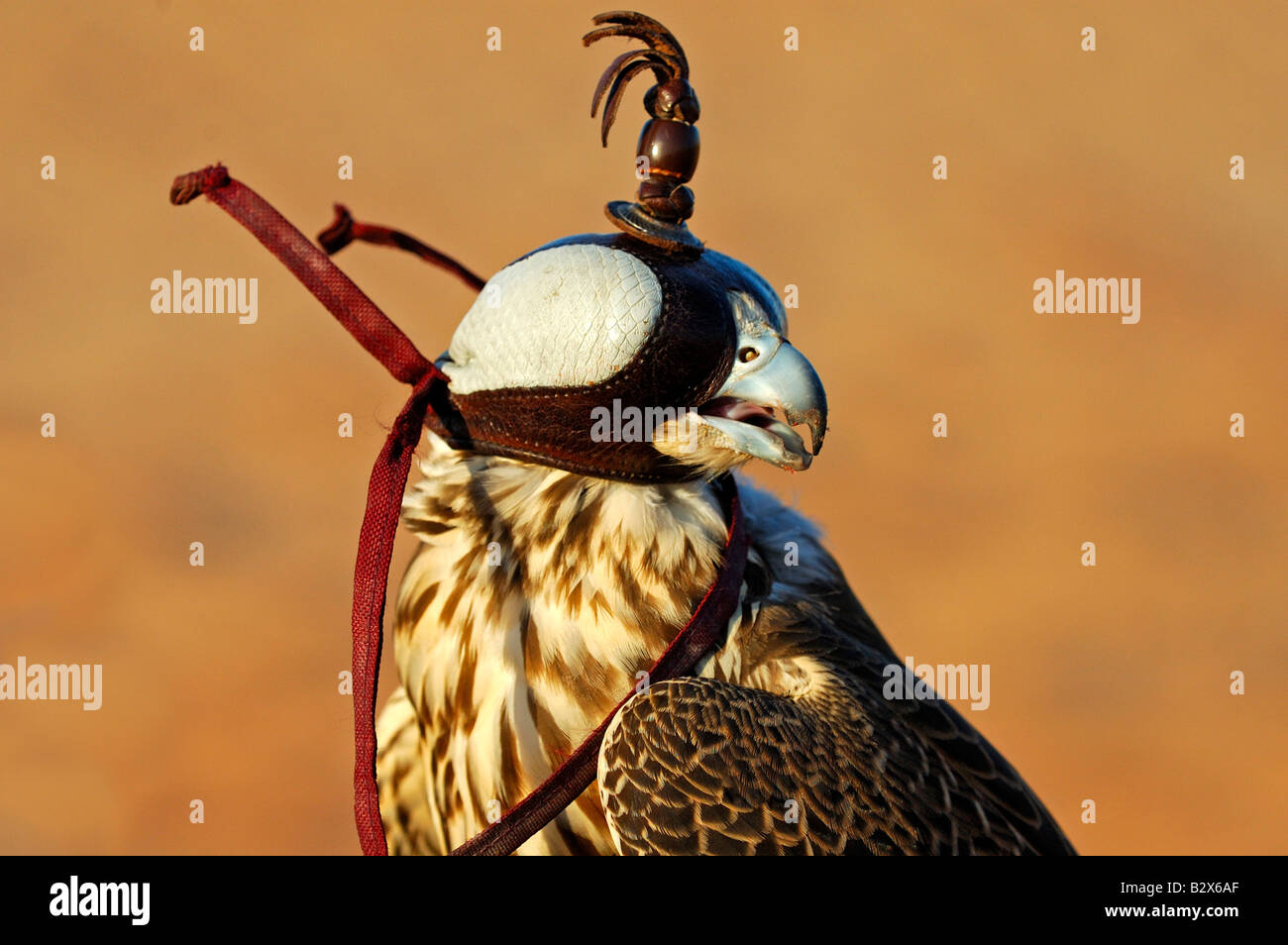 Hunting falcon with a hood, Dubai, United Arab Emirates, UAE Stock Photo