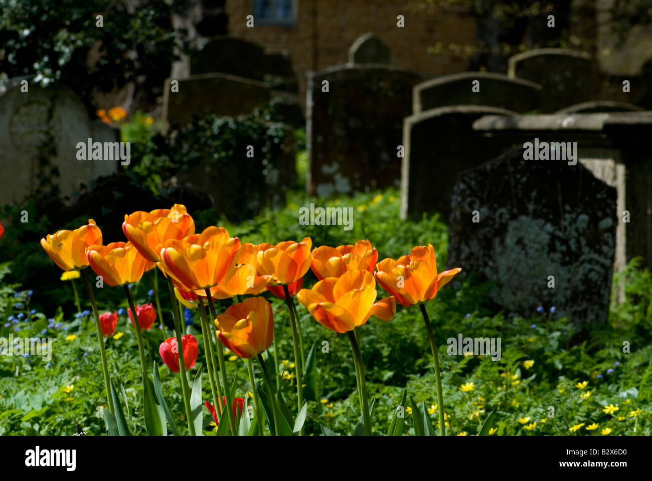 Orange, red and tangerine tulips flowering during early Spring at Bloxham churchyard, UK Stock Photo