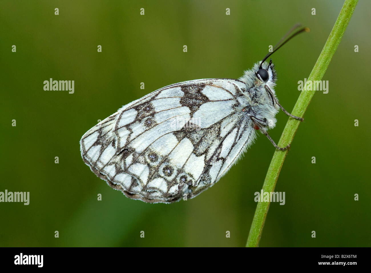 Marbled White Butterfly (Melanargia galathea) at rest Landscape Stock Photo