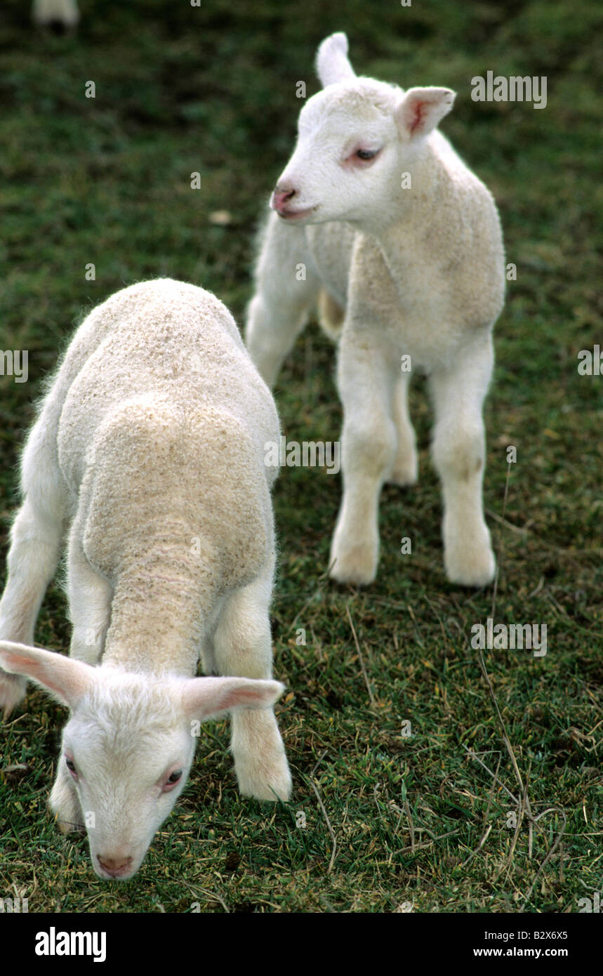 Lambs in a meadow Stock Photo
