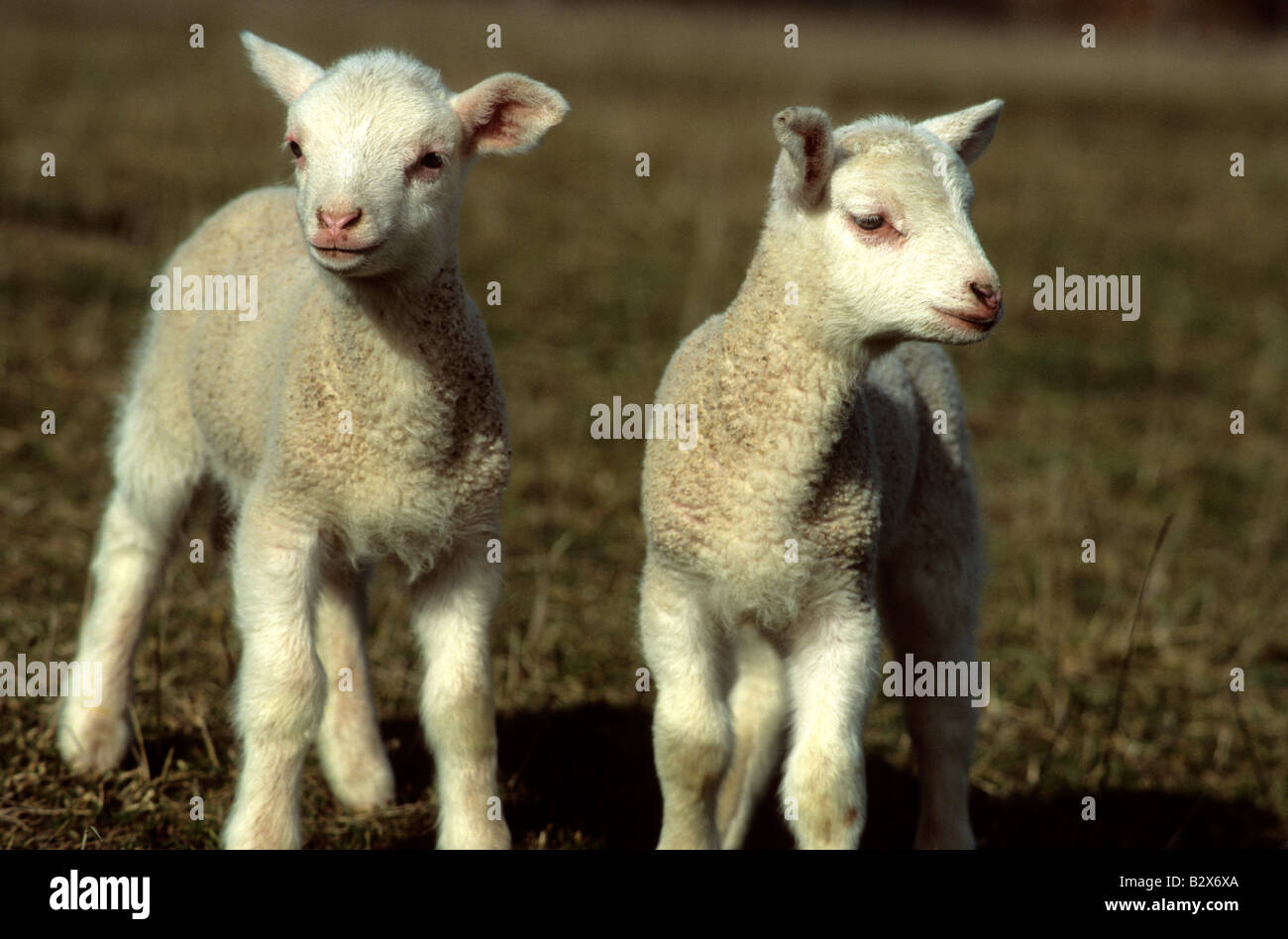 Two lambs in a meadow in spring Stock Photo