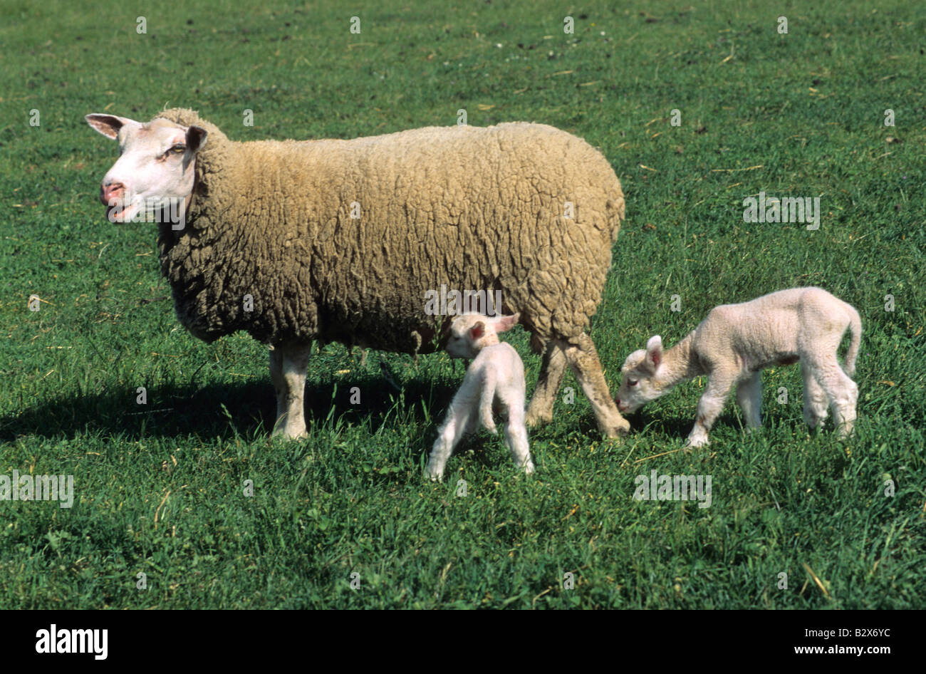 Lambs and the mother sheep in a field Stock Photo - Alamy