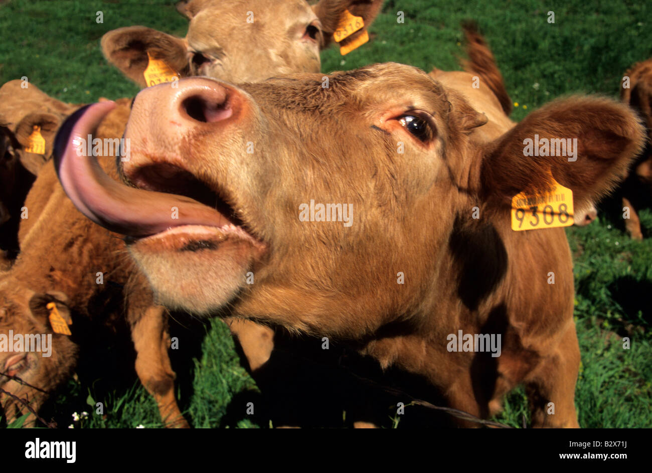 cow sticking out its tongue Stock Photo
