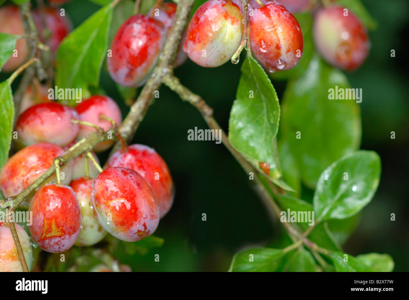 Victoria plums Stock Photo Alamy