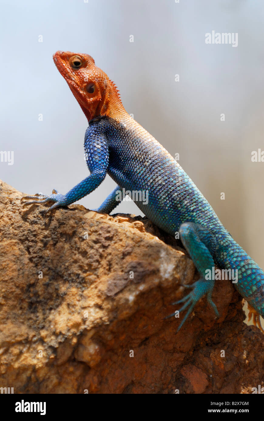 coloured male Rock Agama, chisel teeth lizard, Agama agama, KENYA Africa Stock Photo