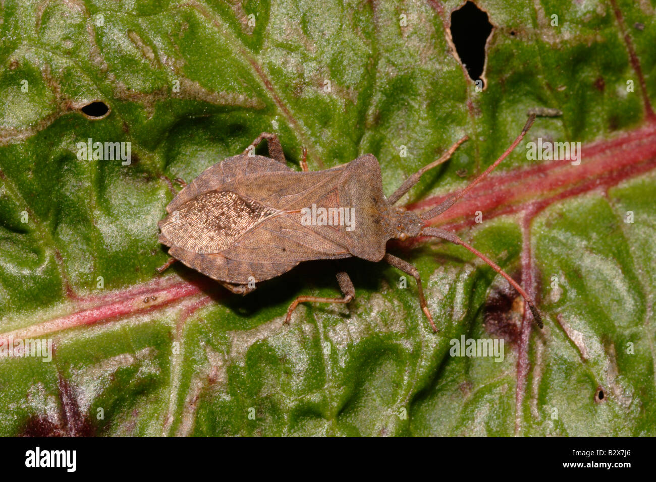 Dock bug Coreus marginatus Coreidae on a dock leaf UK Stock Photo