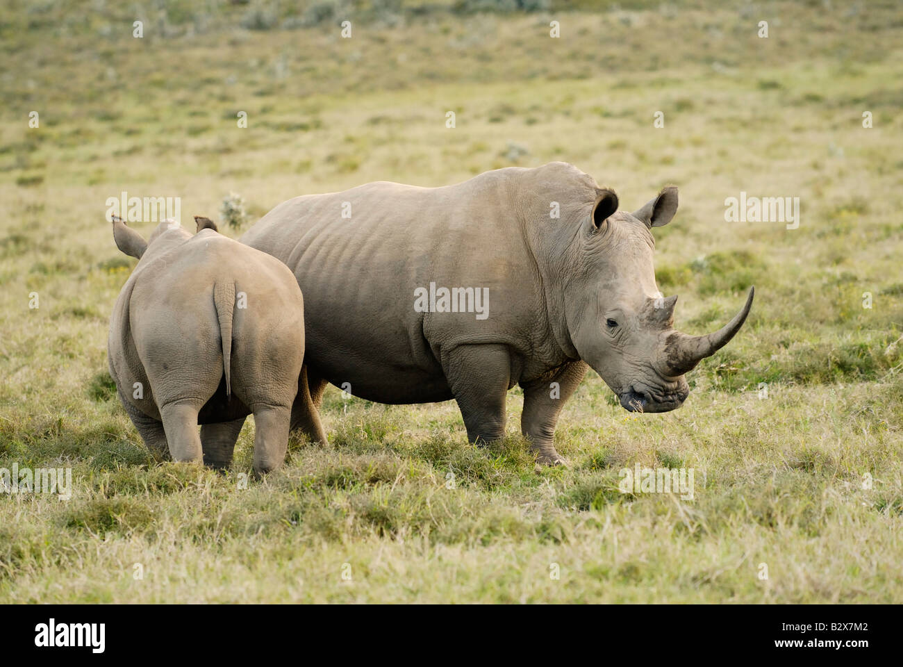 two white rhino, Ceratotherium Simum, KENYA, Africa Stock Photo
