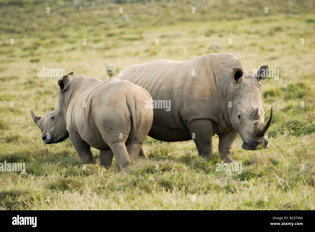 two white rhino, Ceratotherium Simum, KENYA, Africa Stock Photo