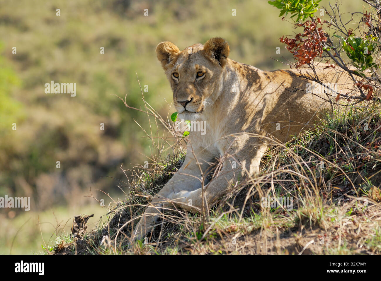lion, Panthera leo, lioness, Masai Mara, KENYA, Africa Stock Photo - Alamy