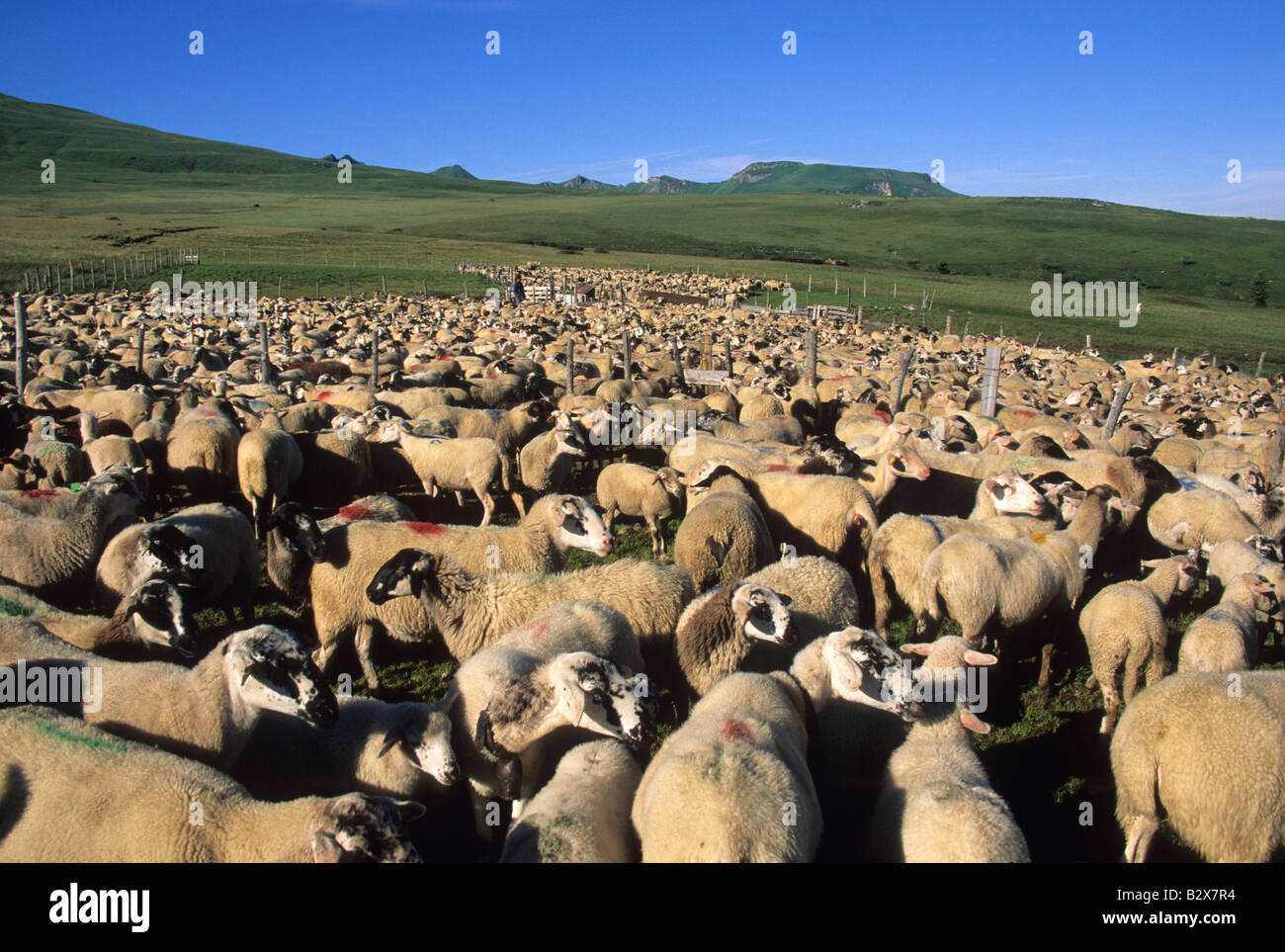 Flock of sheep in France Stock Photo Alamy