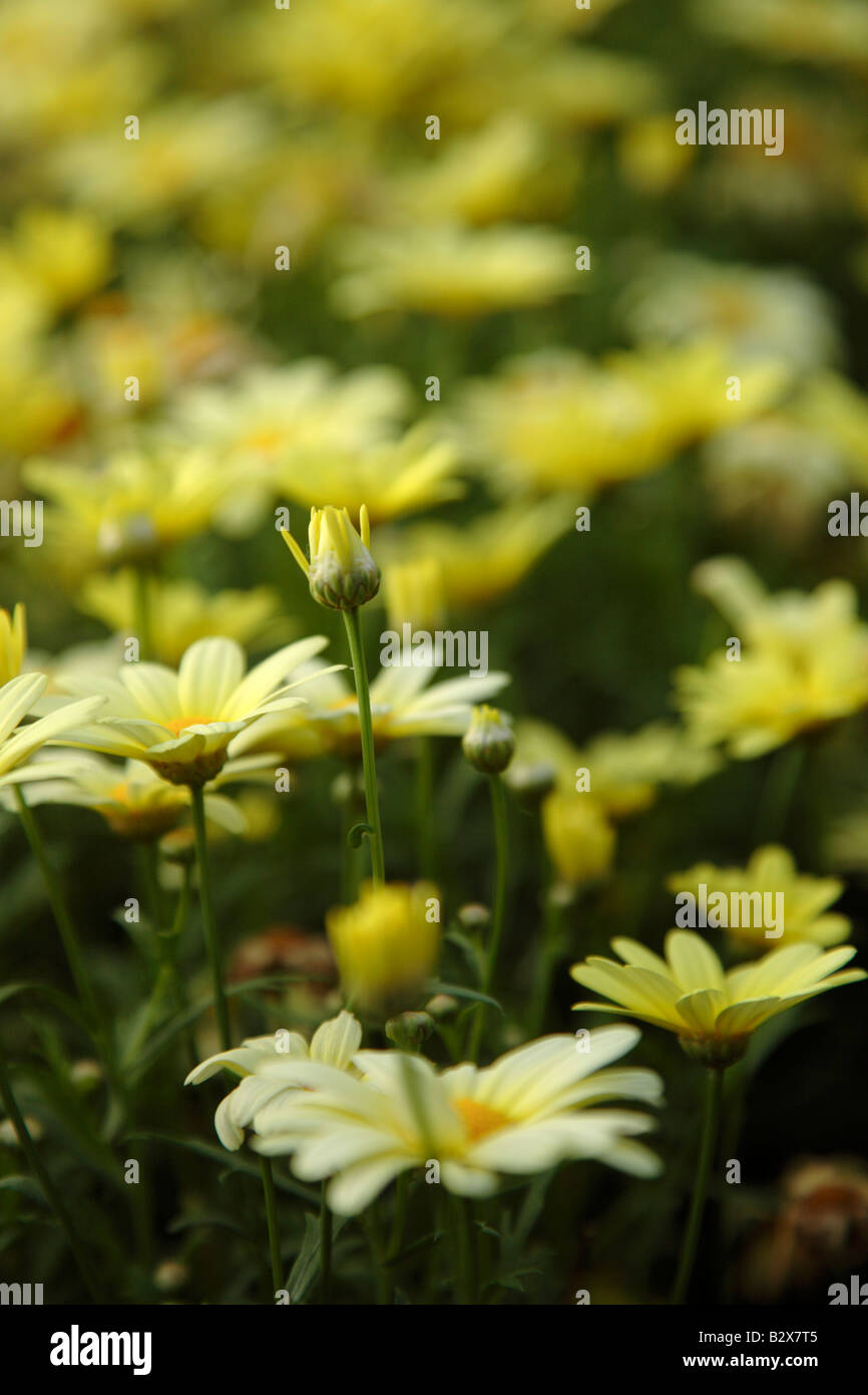 Prescott Flowers Prescott Arkansas
