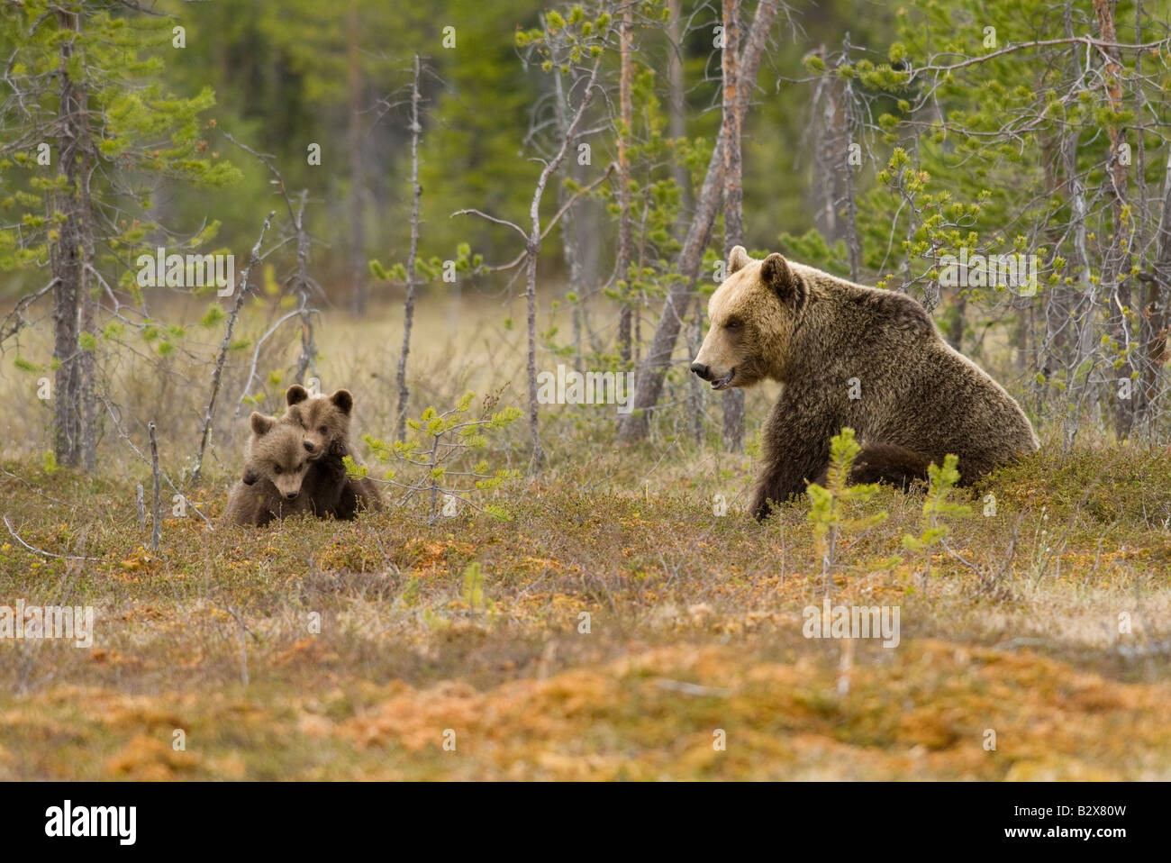 Female European Brown Bear (Ursus arctos) with cubs playing, Finland. Stock Photo