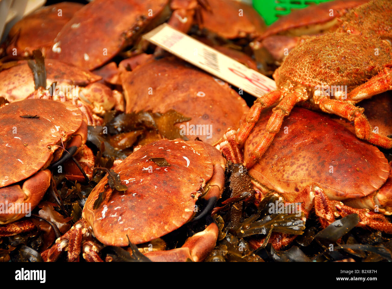 Live crabs hi-res stock photography and images - Alamy