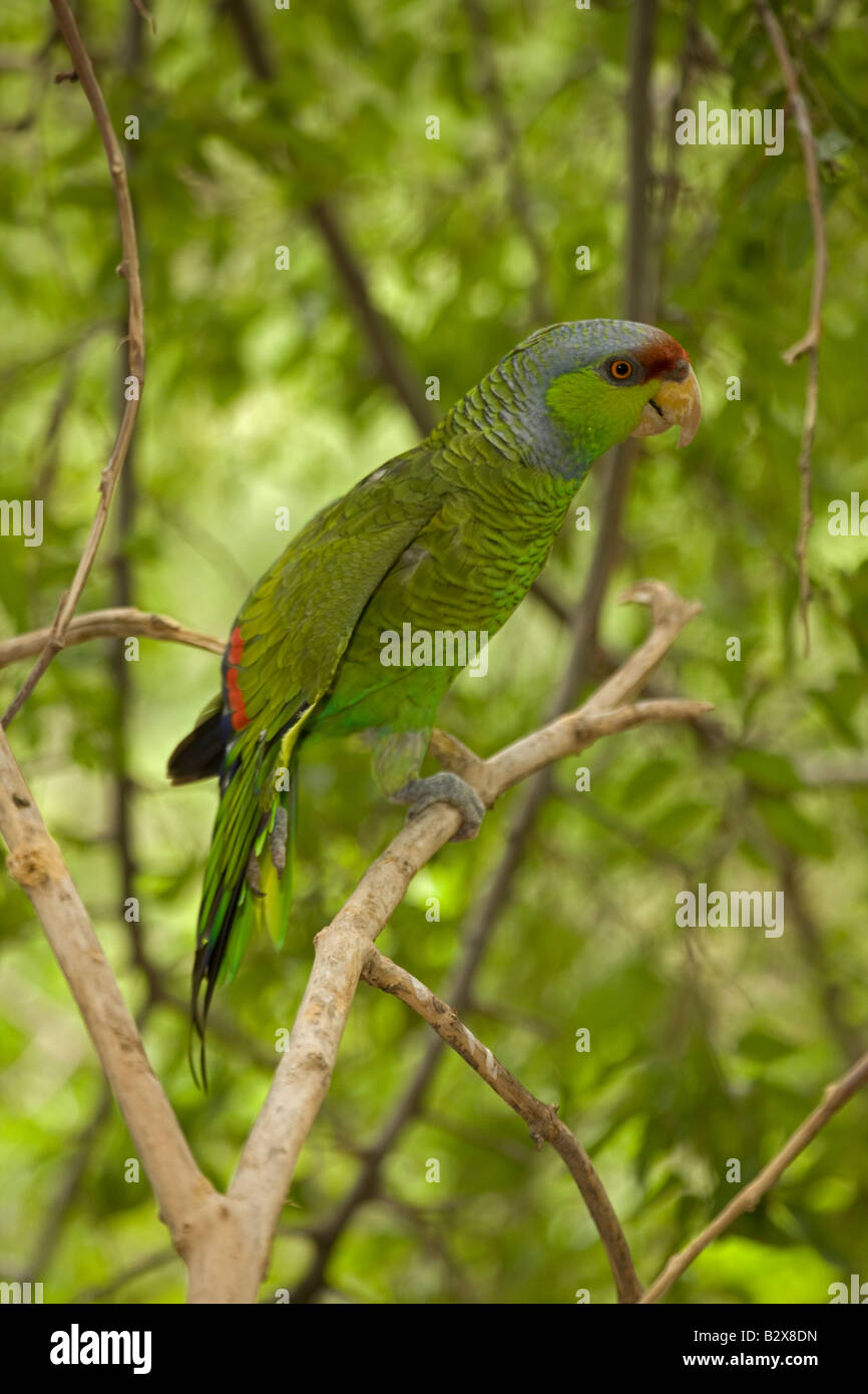 Lilaccrowned Parrot (Amazona finschi) Mexico Inhabits tropical