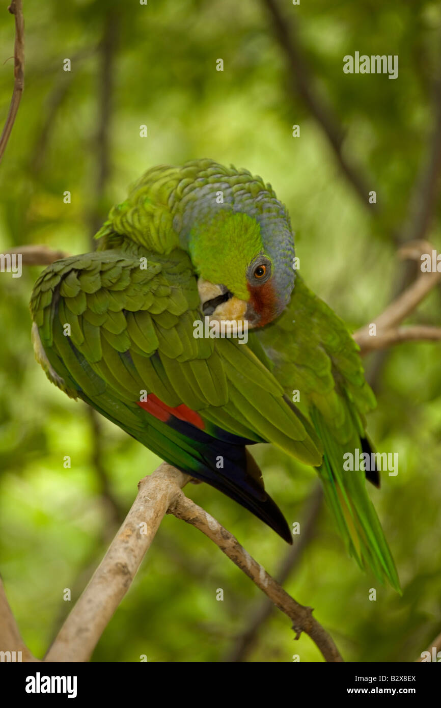 Lilaccrowned Parrot (Amazona finschi) Mexico Inhabits tropical