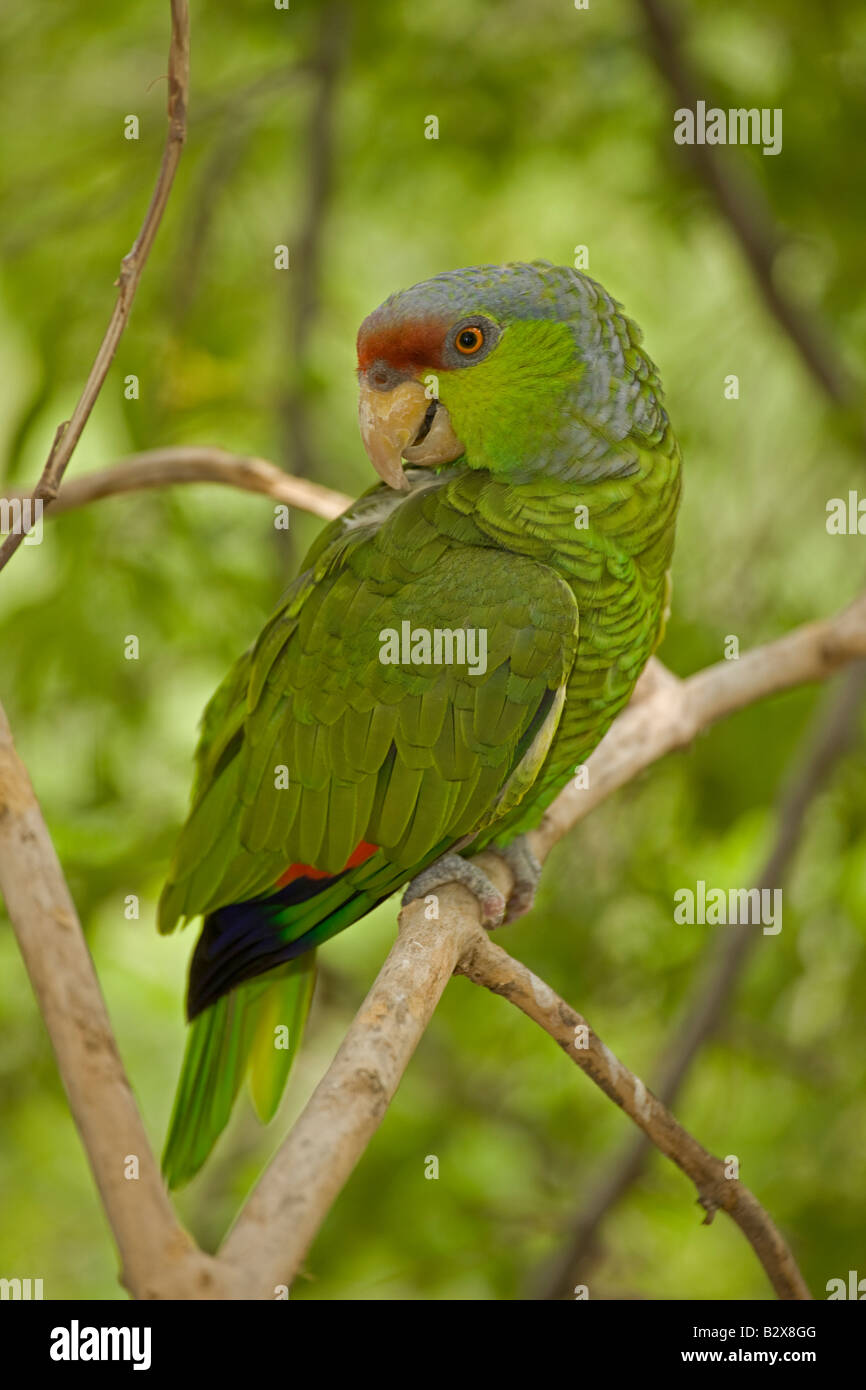 Lilaccrowned Parrot (Amazona finschi) Mexico Inhabits tropical deciduous forest Also known