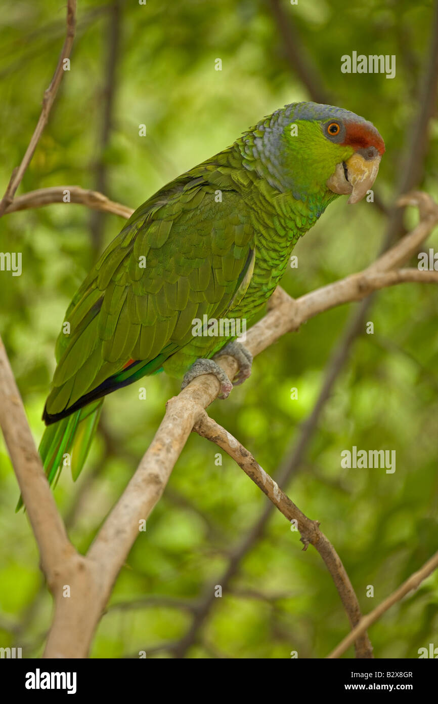Lilaccrowned Parrot (Amazona finschi) Mexico Inhabits tropical