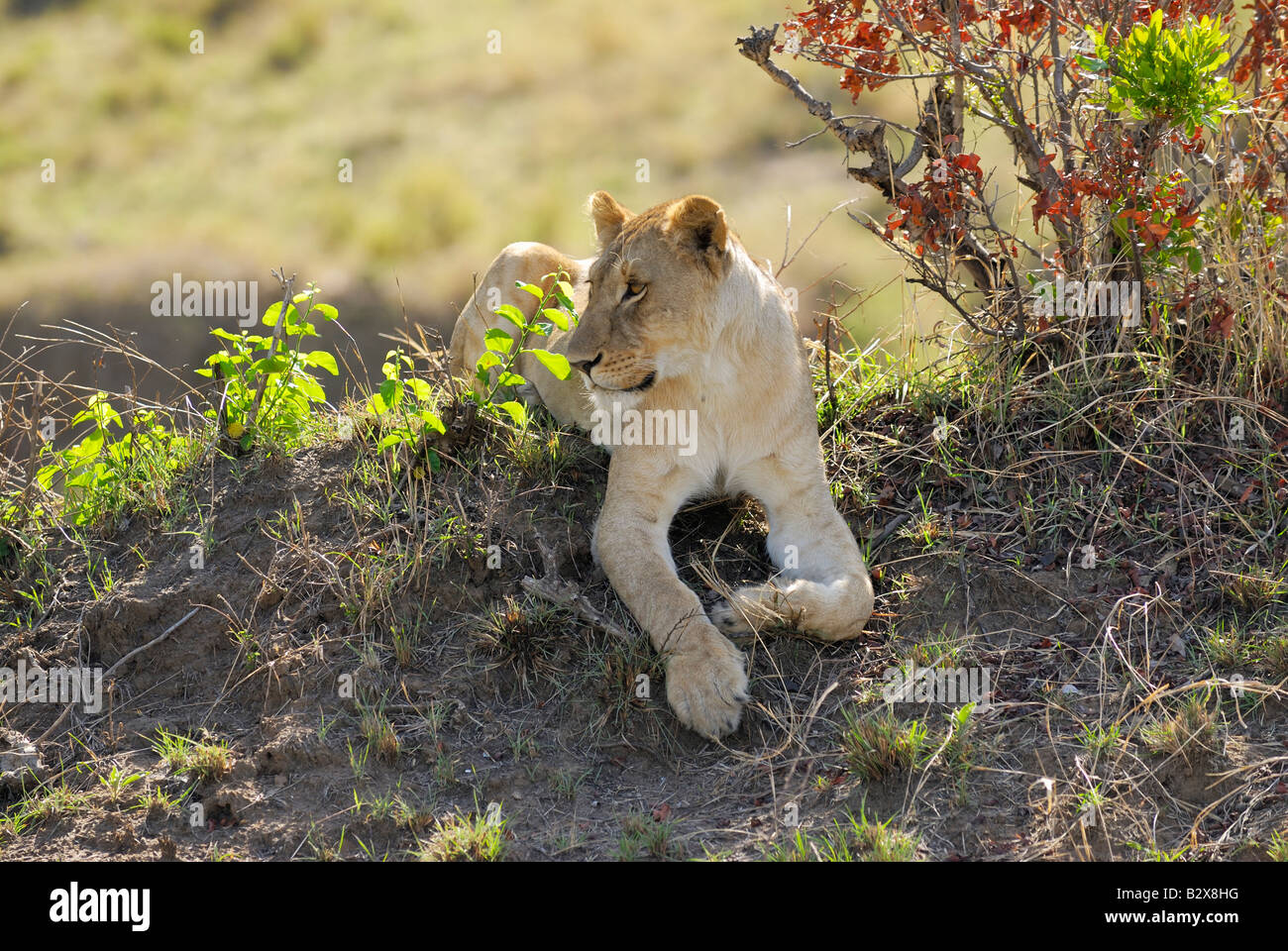 lion, Panthera leo, lioness, Masai Mara, KENYA, Africa Stock Photo - Alamy
