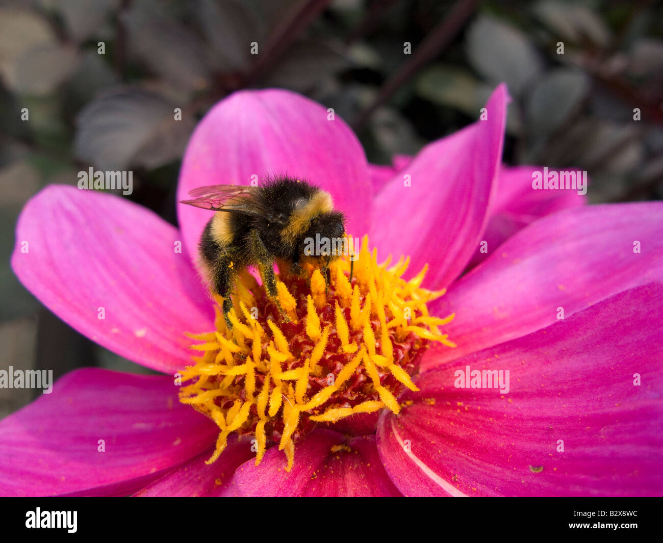 Bumble bee cosmos flower hi-res stock photography and images - Alamy