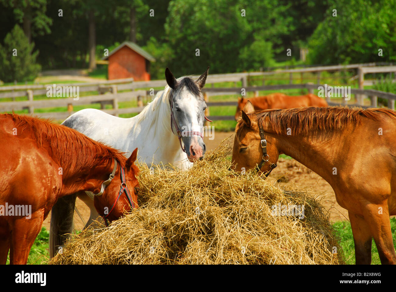 Several horses feeding at the runch on bright summer day Stock Photo