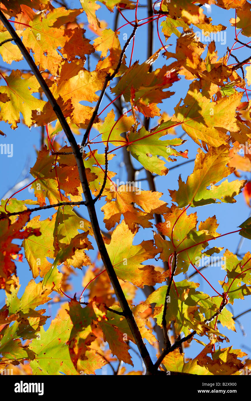 Backlit fall maple leaves with bright blue sky Stock Photo - Alamy