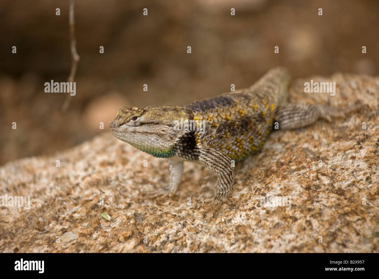 Desert Spiny Lizard (Sceloporus Magister) Sonoran Desert Arizona Stock ...