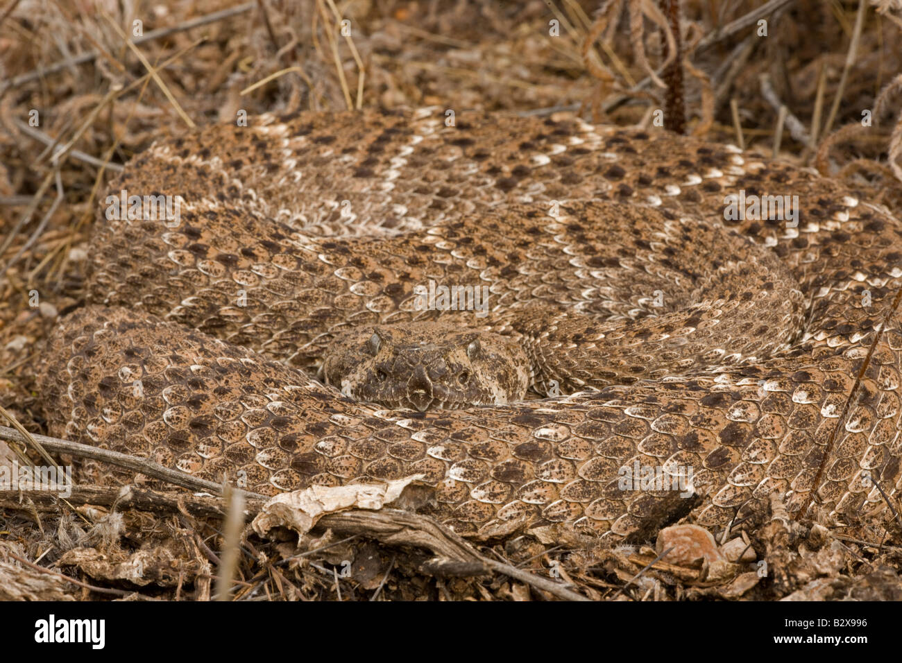 Western Diamondback Rattlesnake (Crotalus atrox) - Arizona Stock Photo