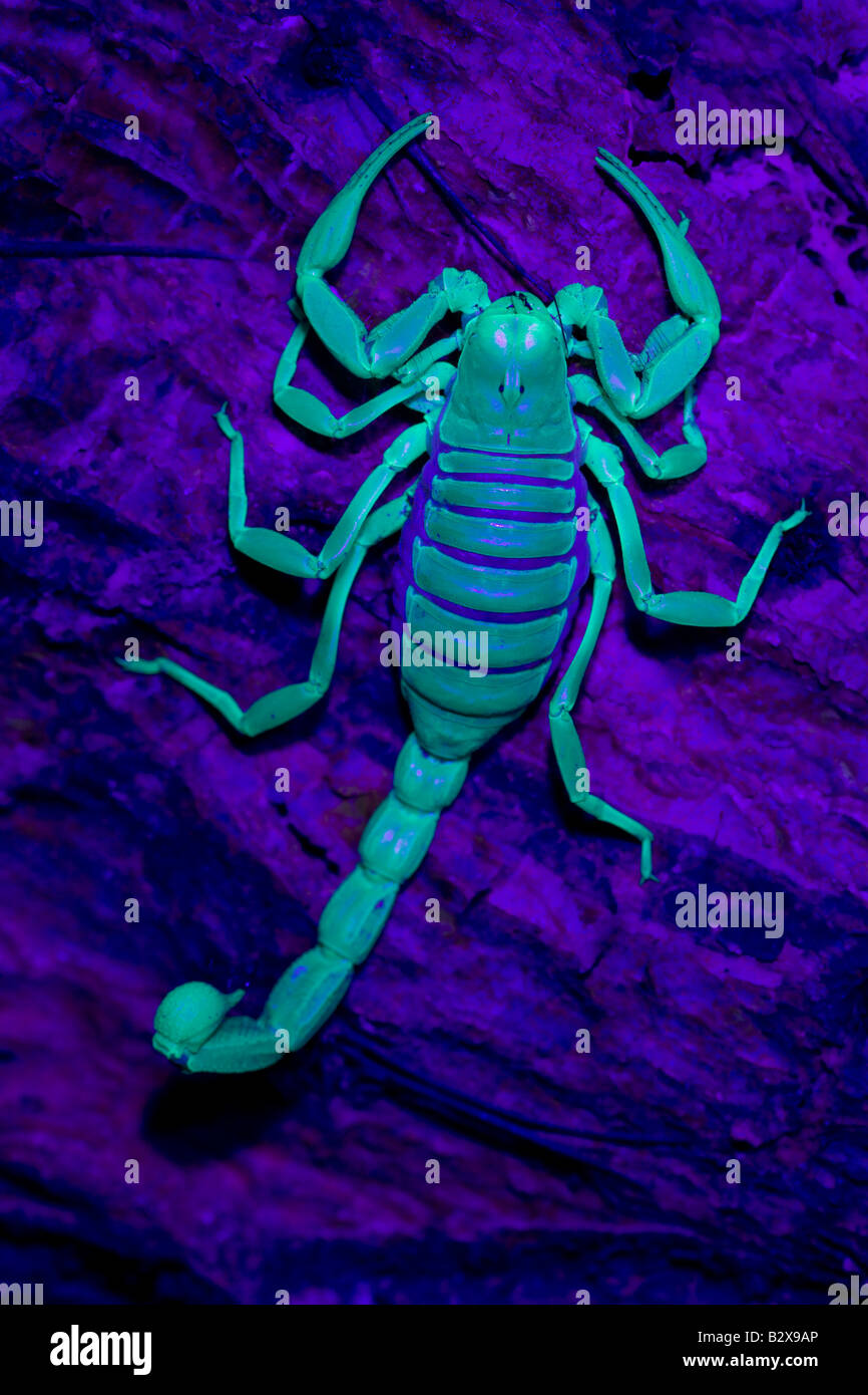 Desert Hairy Scorpion (Hadrurus arizonensis) Also called Giant Hairy Scorpion - Under UV light Arizona USA Stock Photo