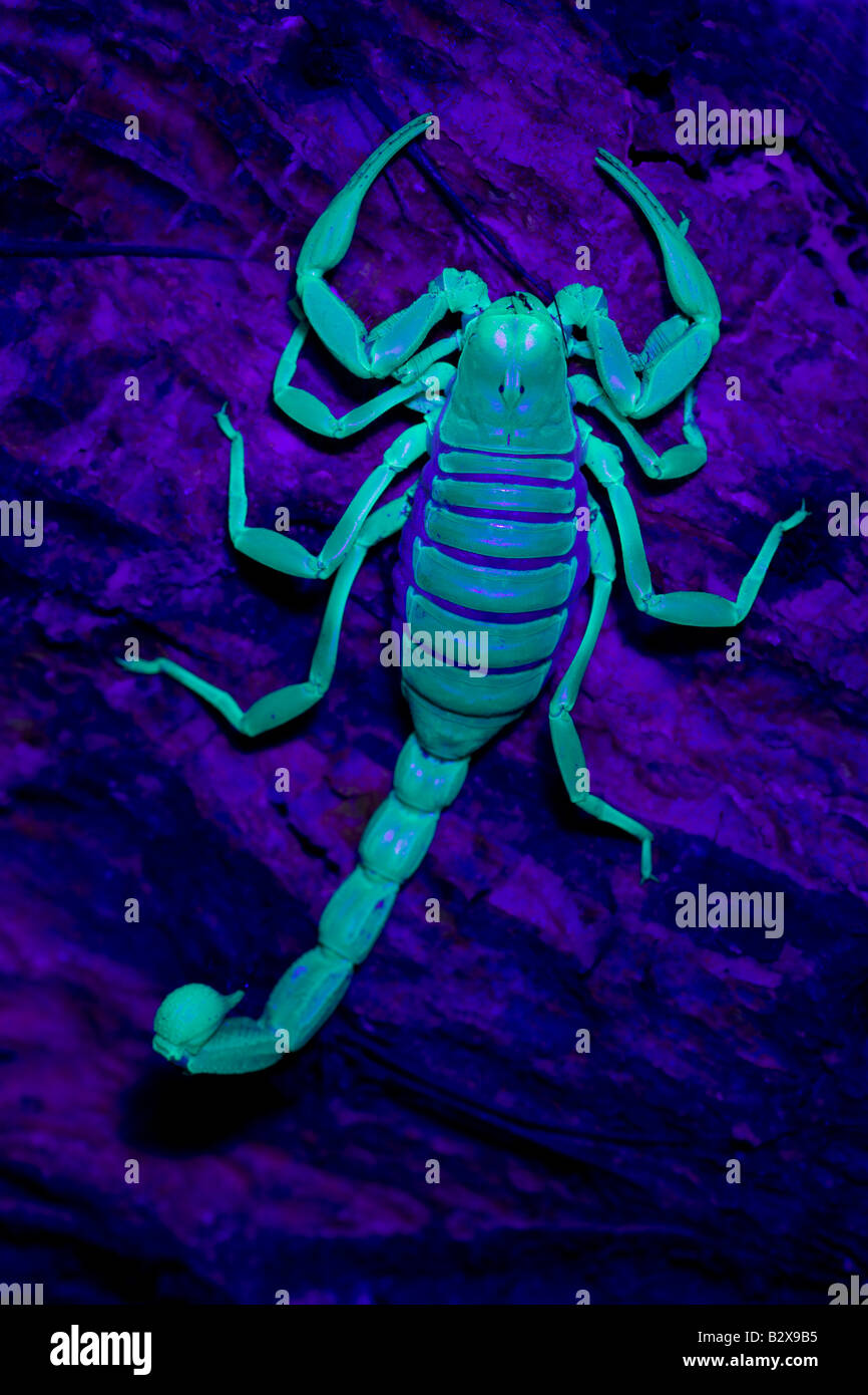 Desert Hairy Scorpion (Hadrurus arizonensis) Also called Giant Hairy Scorpion - Under UV light Arizona USA Stock Photo