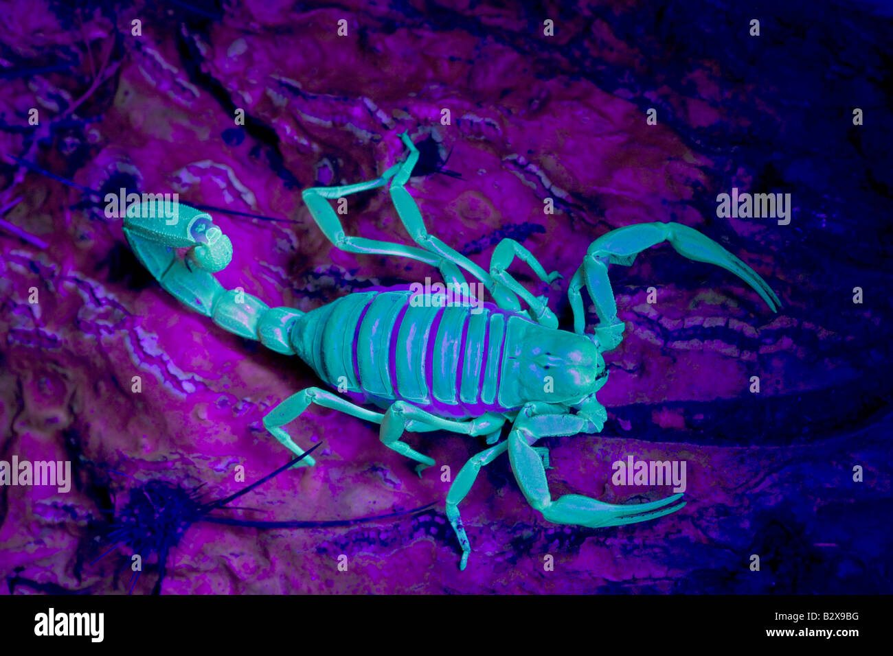 Desert Hairy Scorpion (Hadrurus arizonensis) Also called Giant Hairy Scorpion - Under UV light Arizona USA Stock Photo