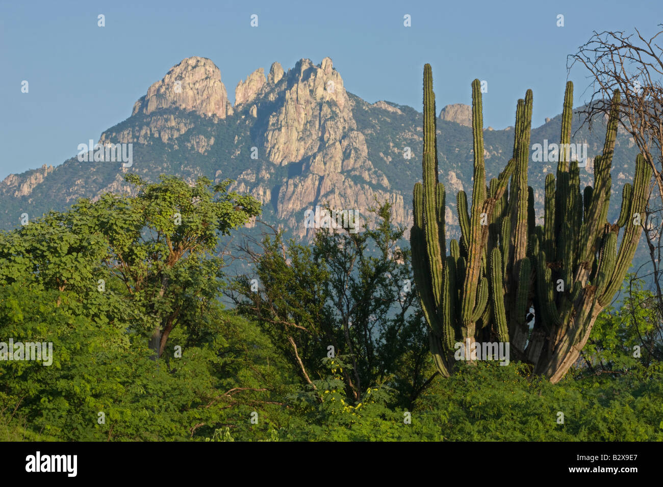 Hecho Cactus (Pachycereus pectinaboriginum) and Sierra Madre Mountains near Alamos Sonora Mexico Stock Photo