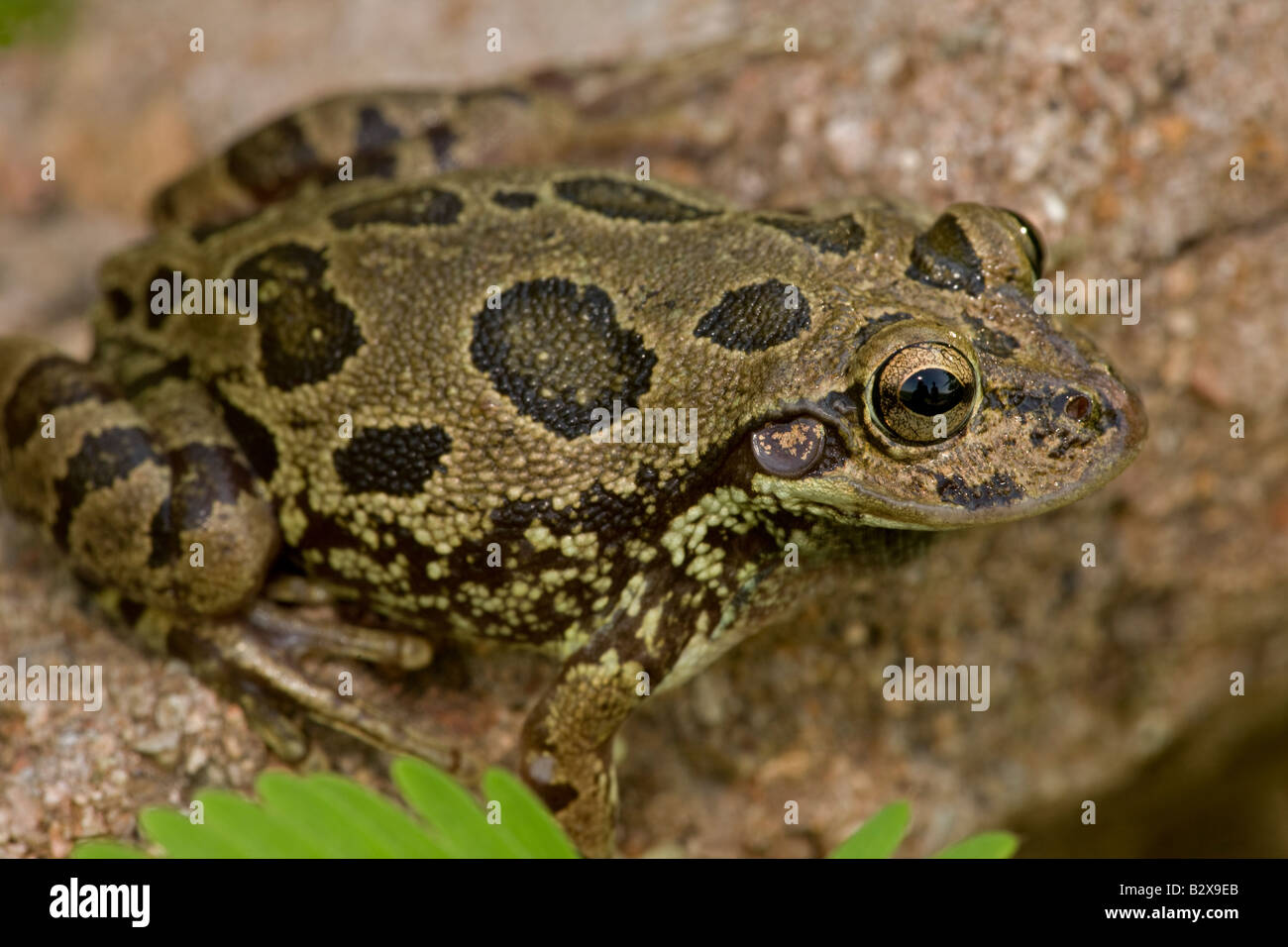 Lowland Burrowing Tree Frog (Smilisca fodiens)Sonora - Mexico Stock Photo