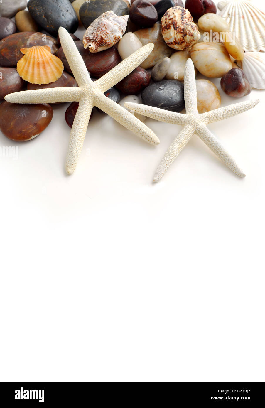 Starfish pebbles and seashells on white background Stock Photo - Alamy