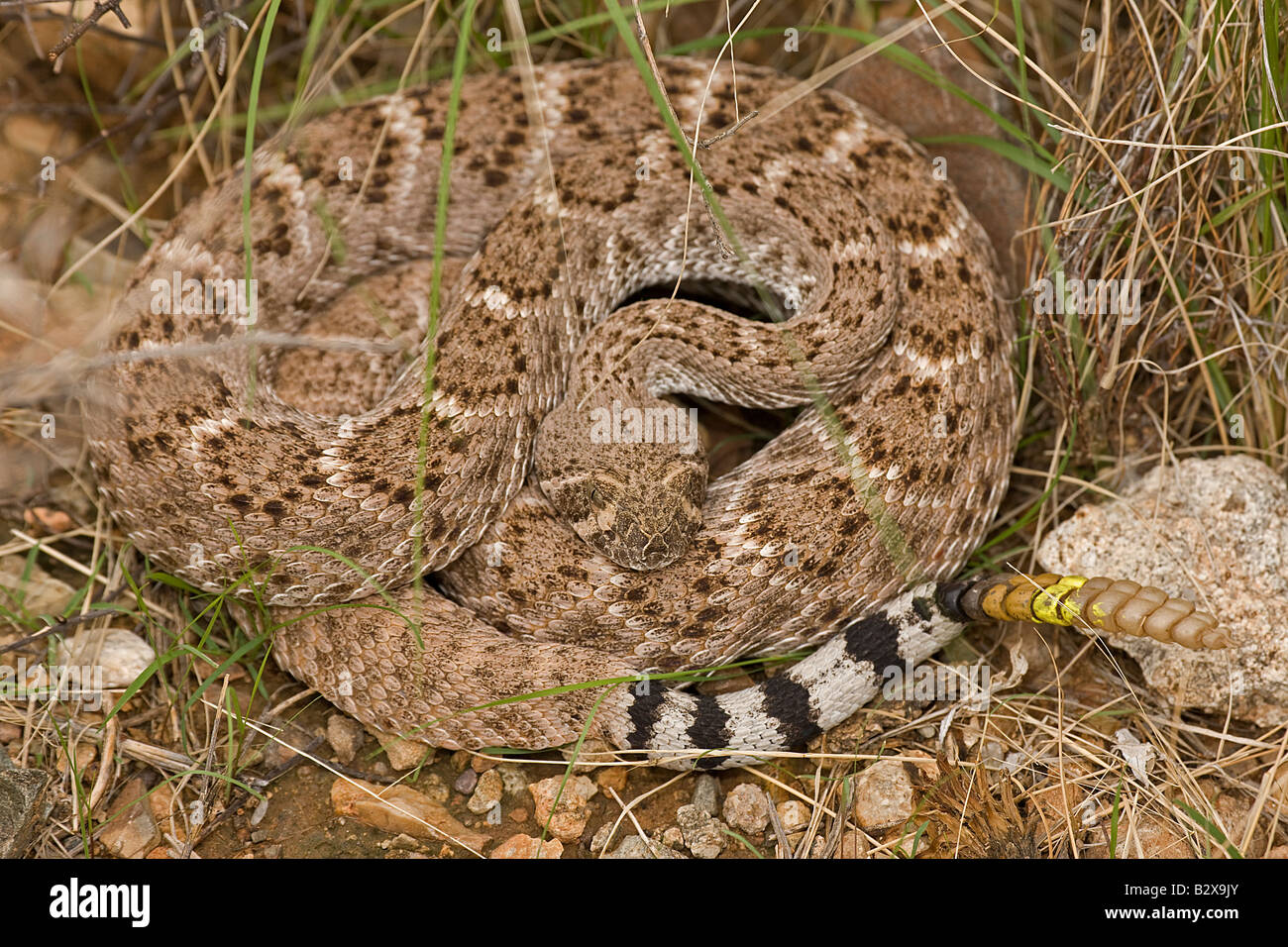 Western Diamondback Rattlesnake (Crotalus atrox)Arizona Showing