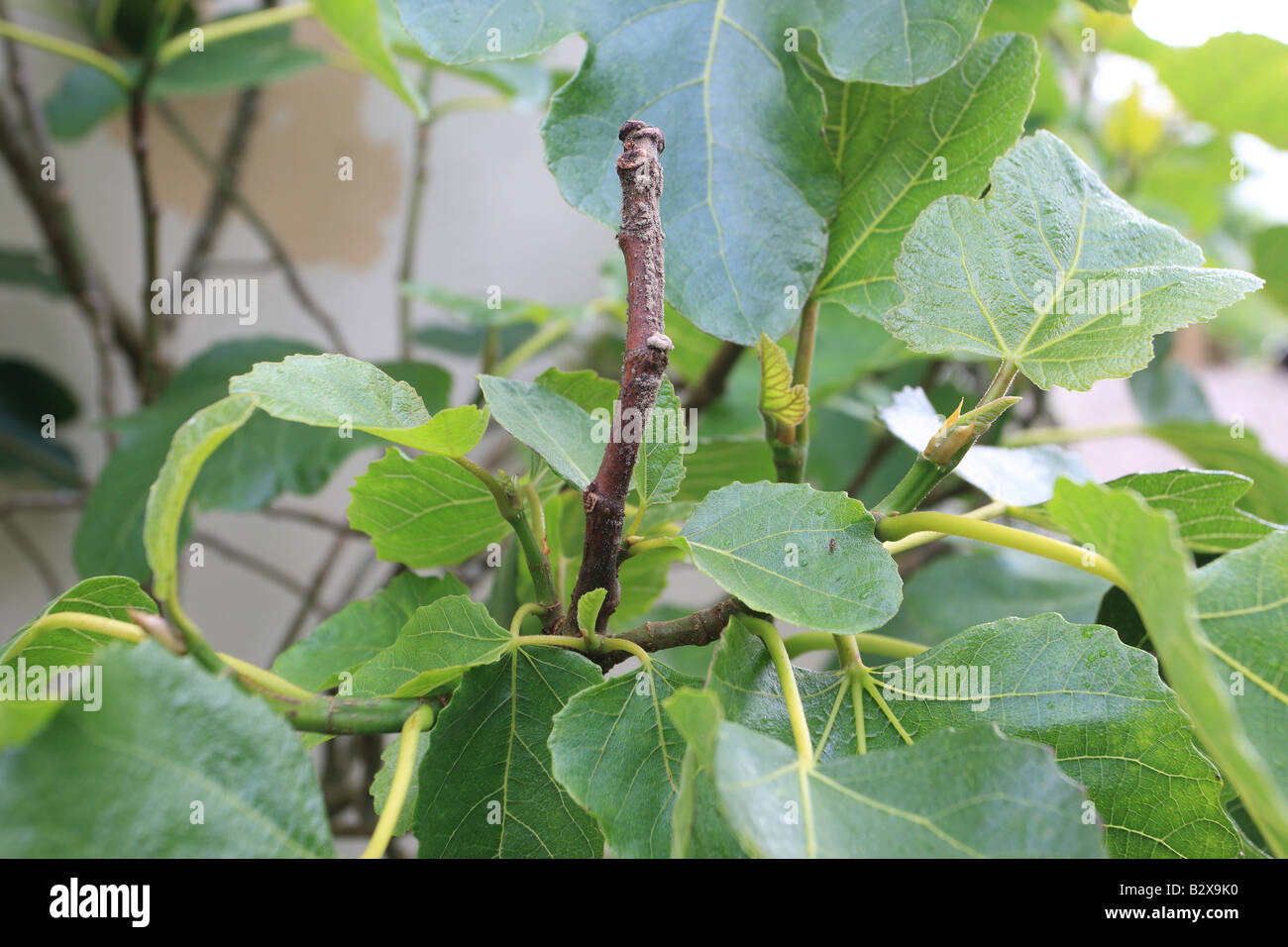 FIG CANKER Phomopsis cinerescens CAN CAUSE DIEBACK OF INDERVIDUAL SHOOTS Stock Photo