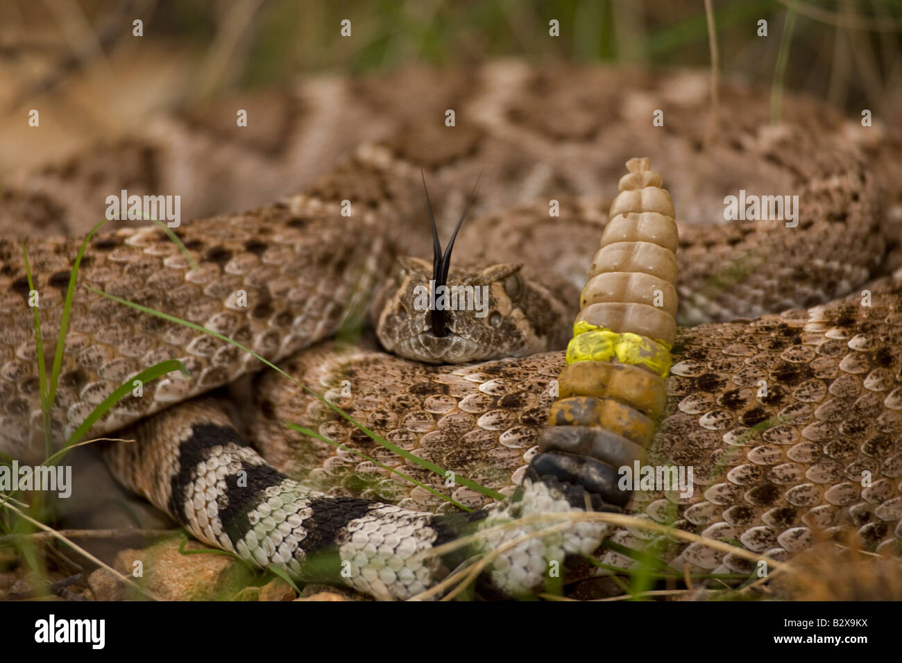 Western Diamondback Rattlesnake (Crotalus atrox) Arizona Showing
