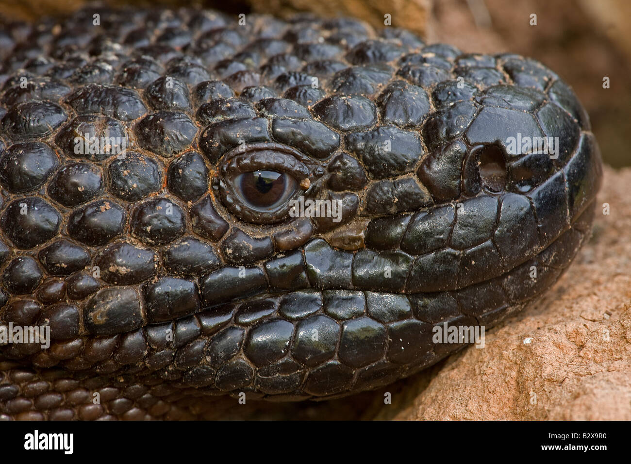 Mexican Beaded Lizard (Heloderma horridum exasperatum) Sonora Mexico