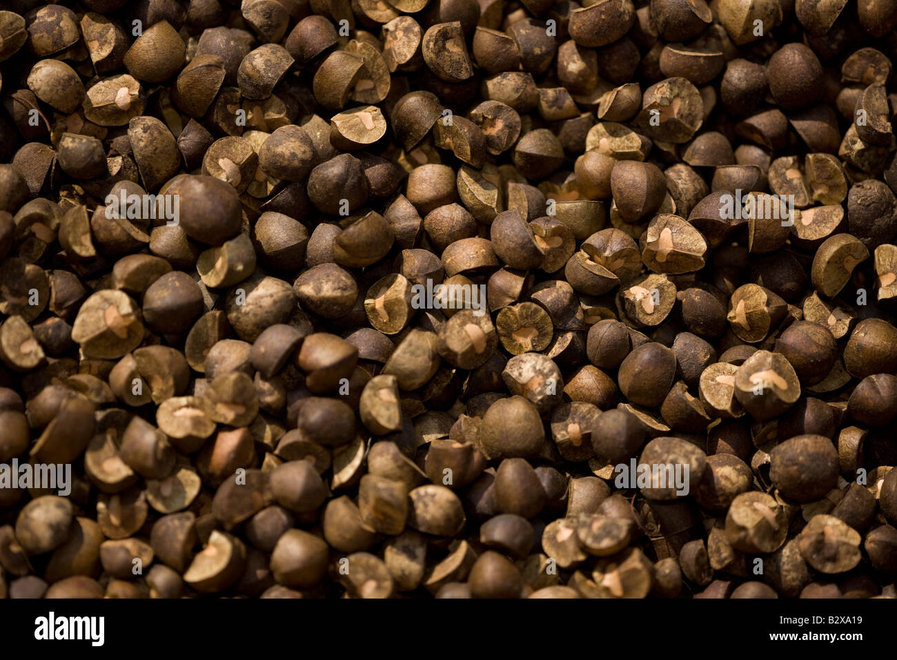 Mexican Jumping Bean in motion Alamos Sonora Mexico Stock Photo