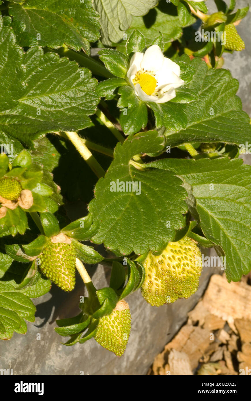 Rows ripe unripe strawberries hi-res stock photography and images - Alamy