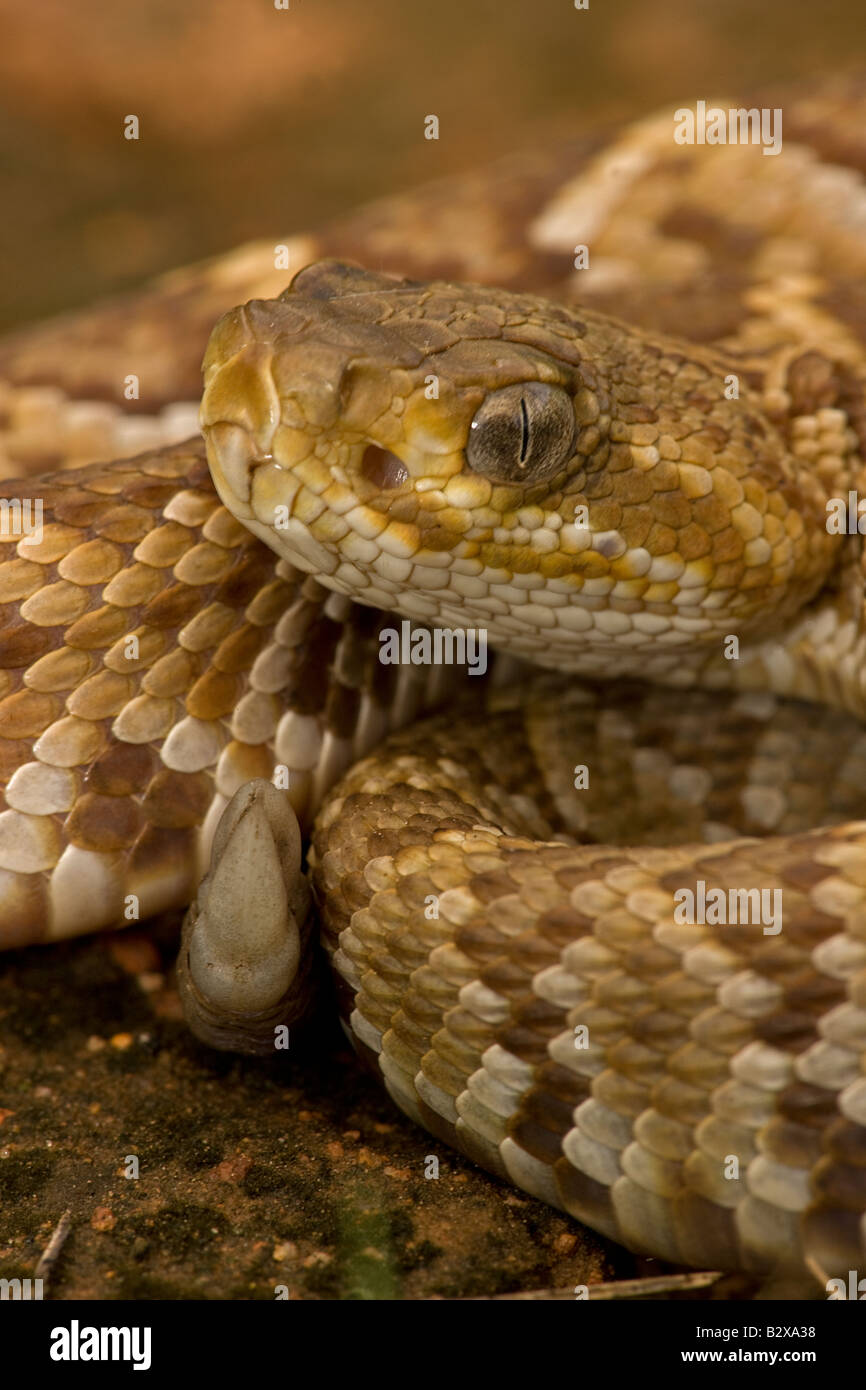 Mexican West Coast Rattlesnake [Crotalus basiliscus] Alamos - Sonora ...
