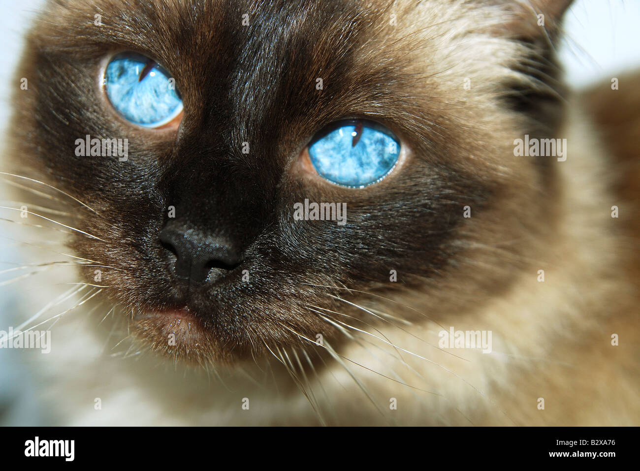 cat with big blue eyes