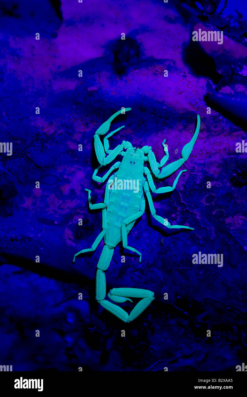 Bark Scorpion (Centruroides exilicauda) Photographed under UV light - Arizona - USA  Climbers - Stock Photo
